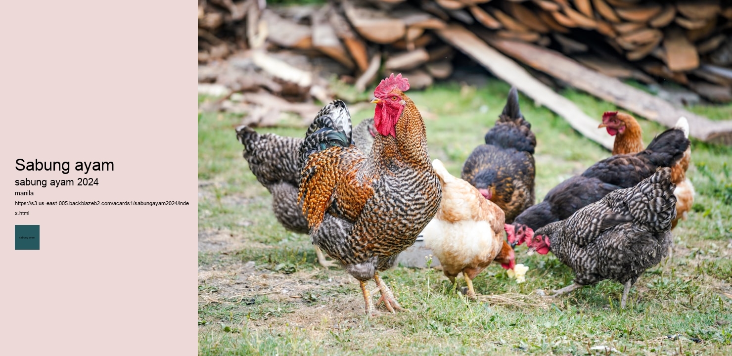 sabung ayam import