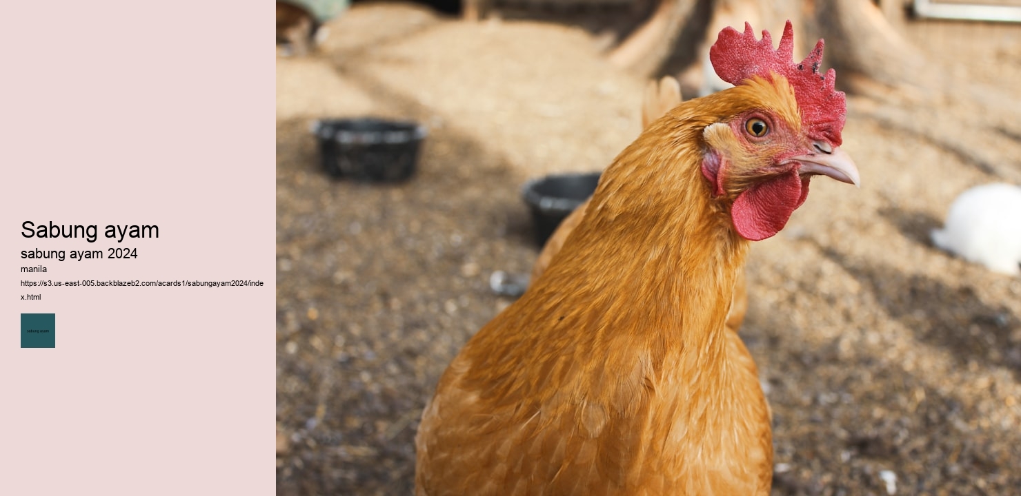 sabung ayam hukumnya