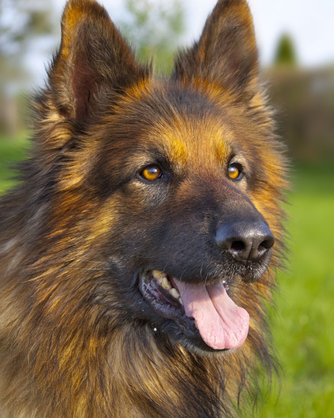 Common infectious diseases in dogs and how to prevent them