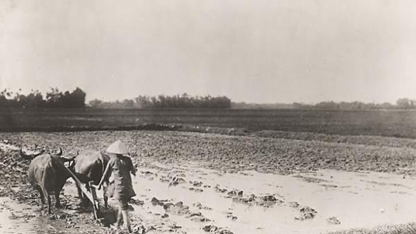 Photographie en noir et blanc d'un labour de rizière