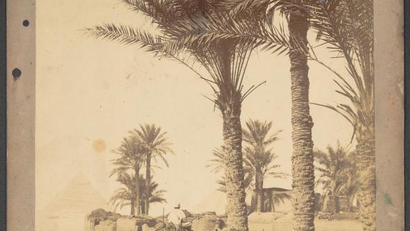 Photographie en noir et blanc d'une palmeraie et d'une pyramide