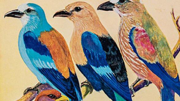 Détail d'une illustration représentant plusieurs oiseaux colorés sur une branche