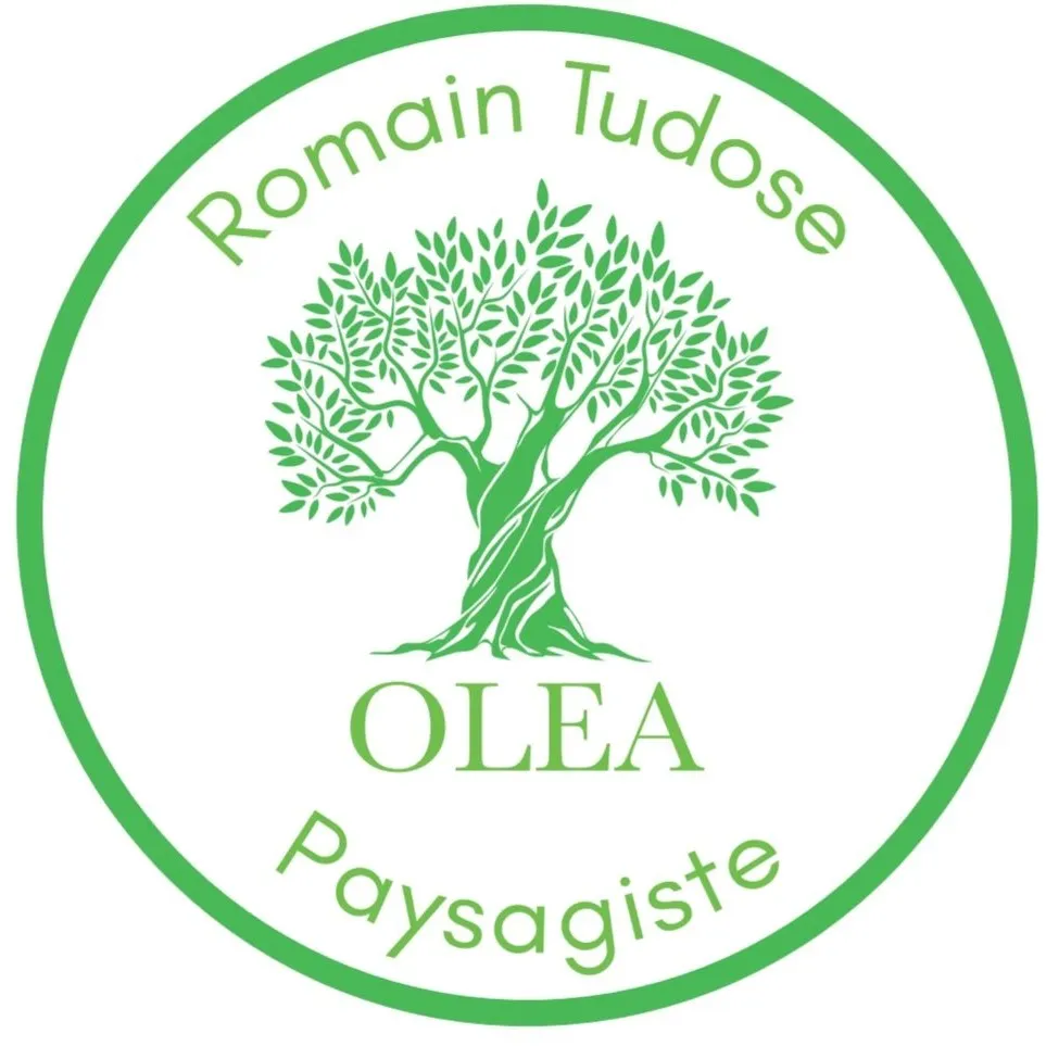 Olea