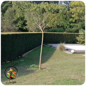 Entretien de jardin