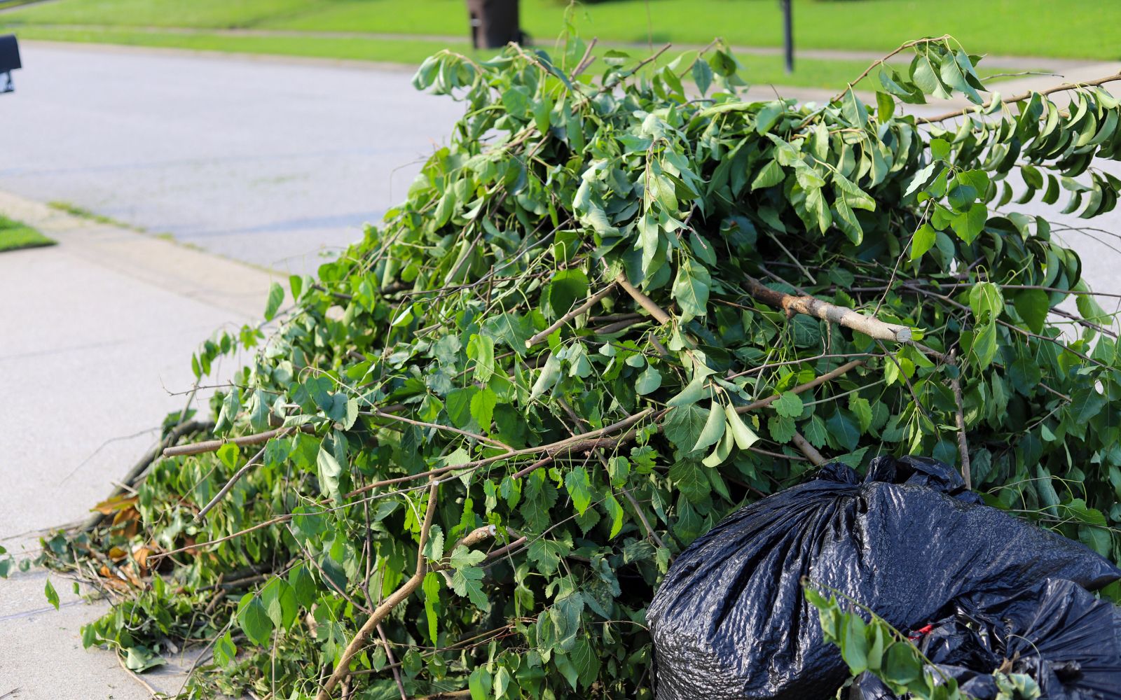 Do you remove overgrown hedges completely