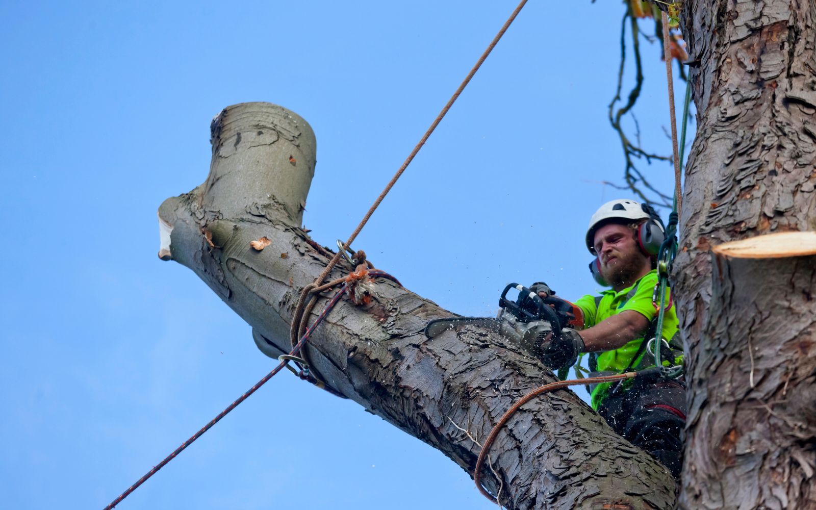 Do you provide tree health checks for residential clients