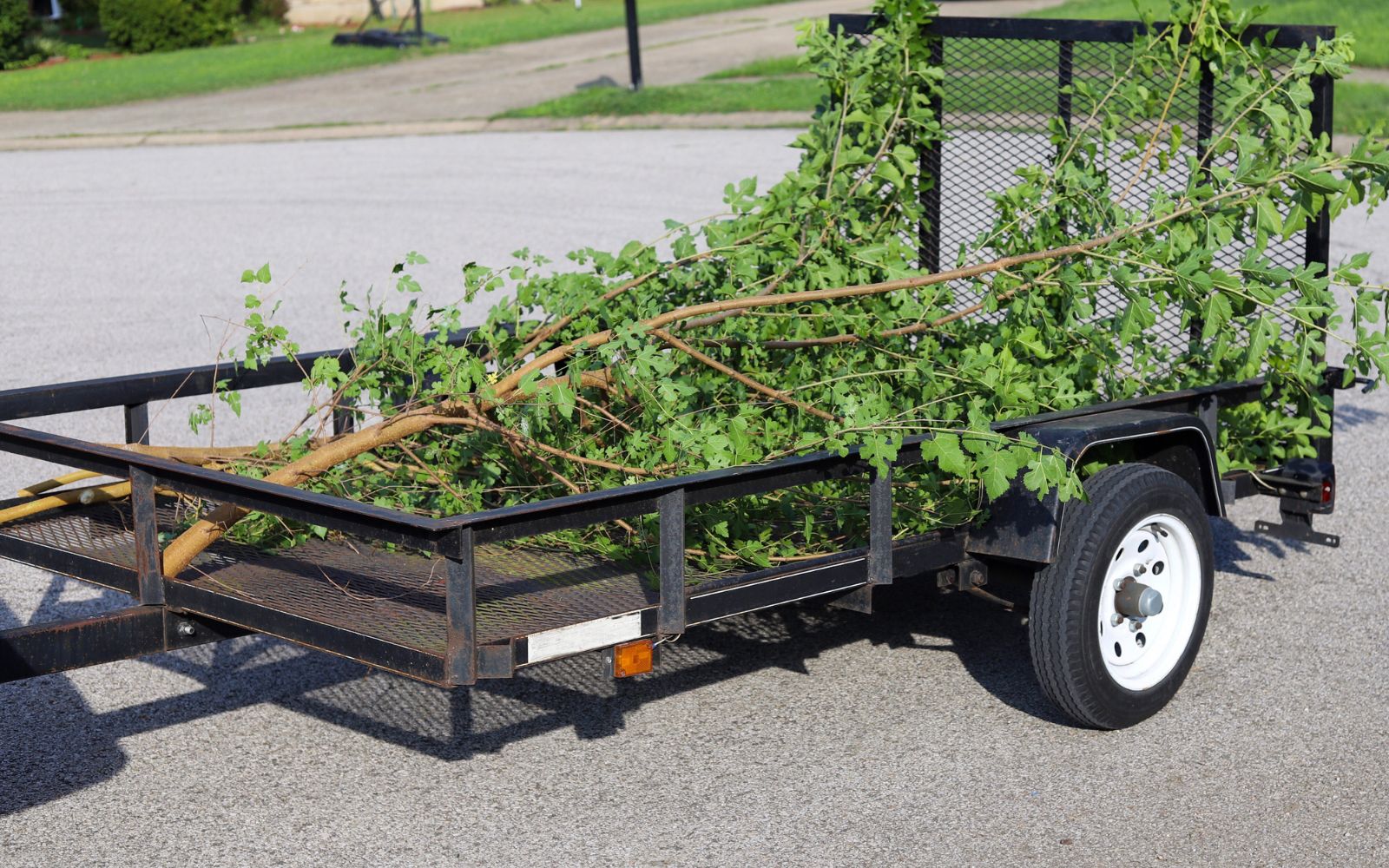 Can dead trees be removed safely