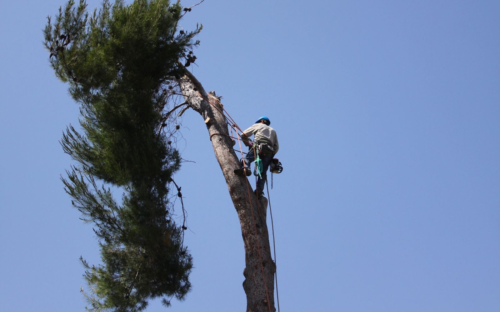 Can you clear residential blocks Beaumaris Tree Removal Experts Can you clear residential blocks