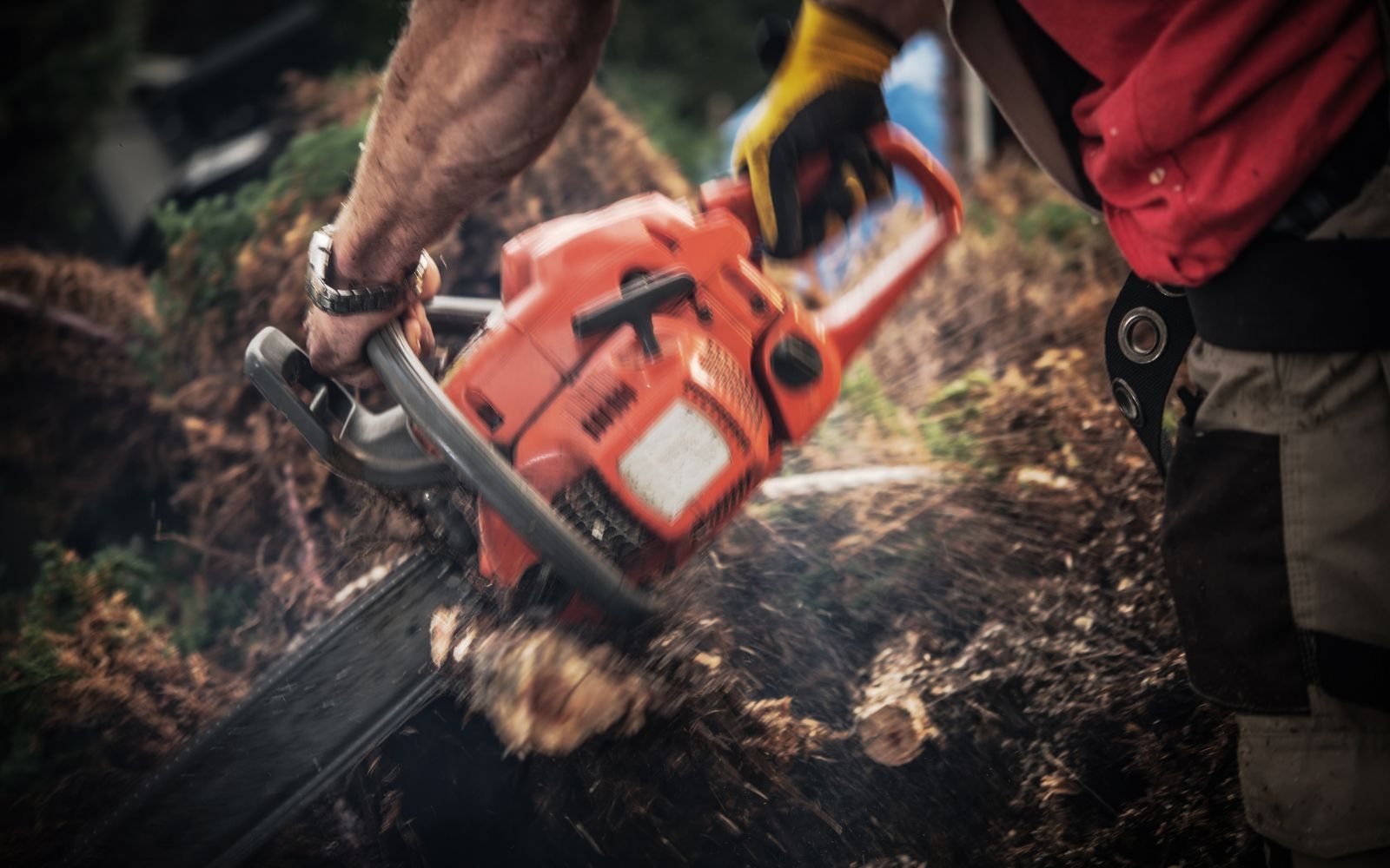 Can you handle large scale projects Beaumaris Tree Removal Experts Can you handle large scale projects