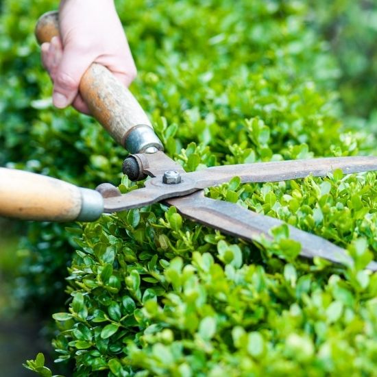 How much does tree pruning cost