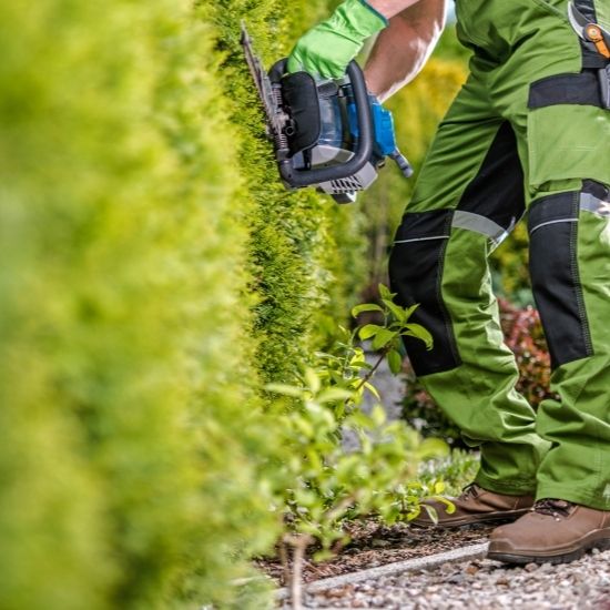 Do you provide tree trimming for street trees