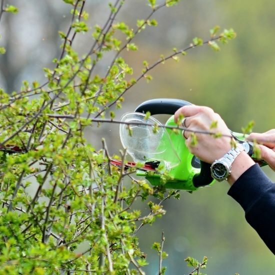 Can you remove palm trees from residential gardens