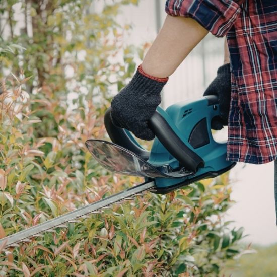 Can pruning prevent pest problems
