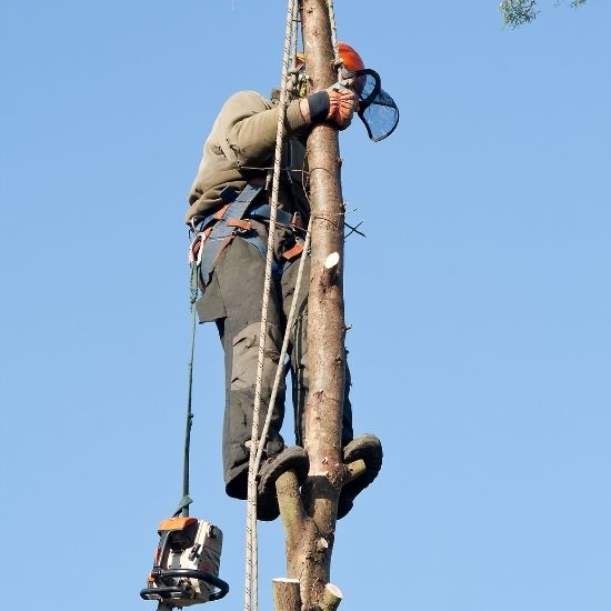 Do you provide advice on tree root protection