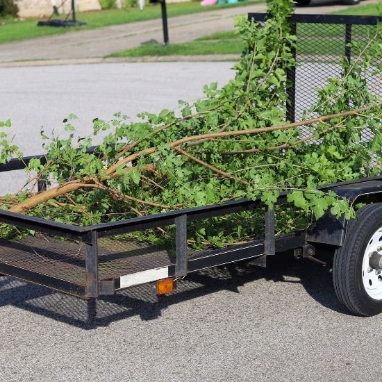 Do you provide pruning recommendations for specific species