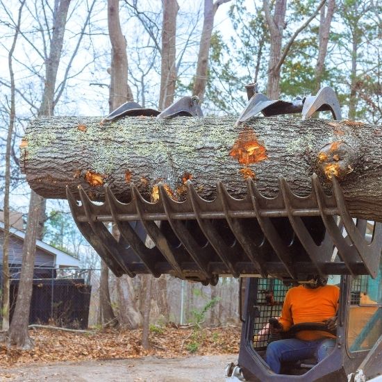 Is tree pruning safe during summer