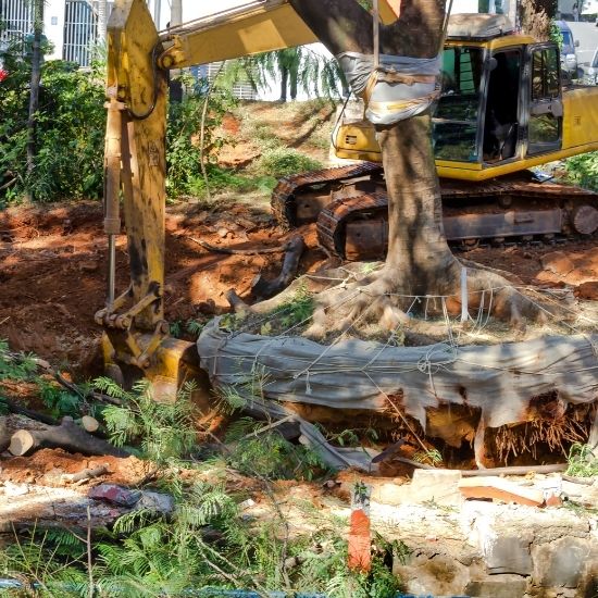 Can you prune overgrown backyard trees