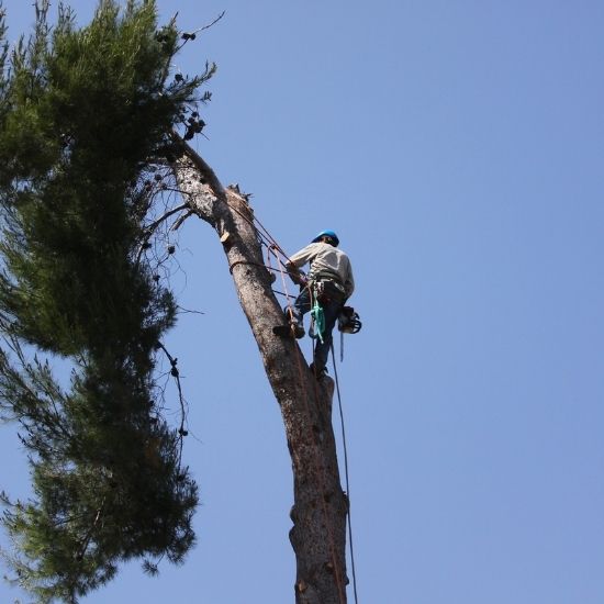 Will stump grinding damage my lawn