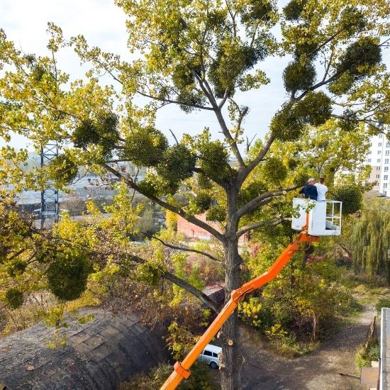 Do you offer advice on protecting wildlife during pruning