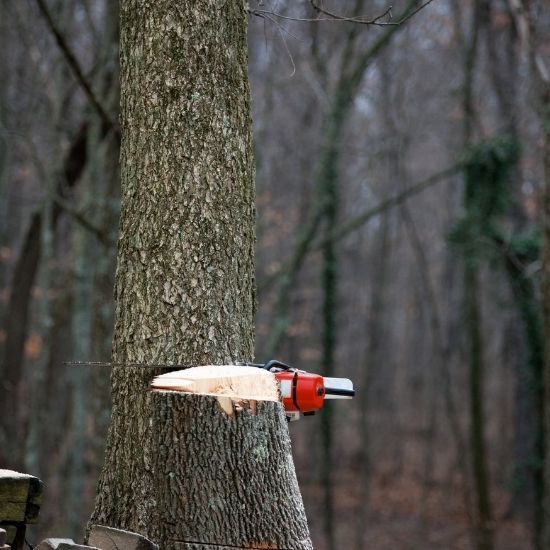 Can you prune trees for better fruit production