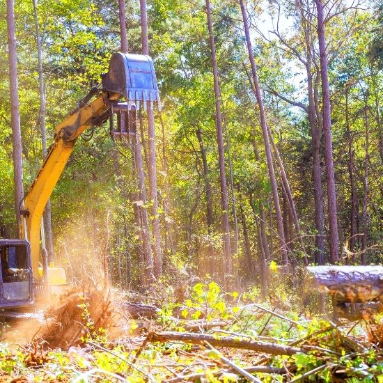 Can you remove trees affecting underground utilities