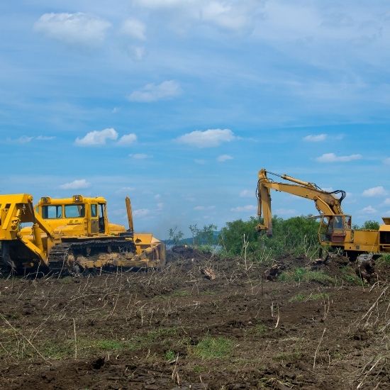 Can palm tree stumps be removed