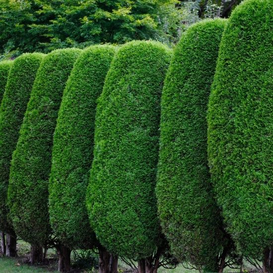 How do you shape trees for aesthetic appeal