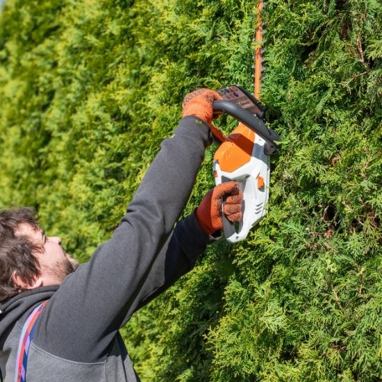 Do you provide seasonal hedge care tips