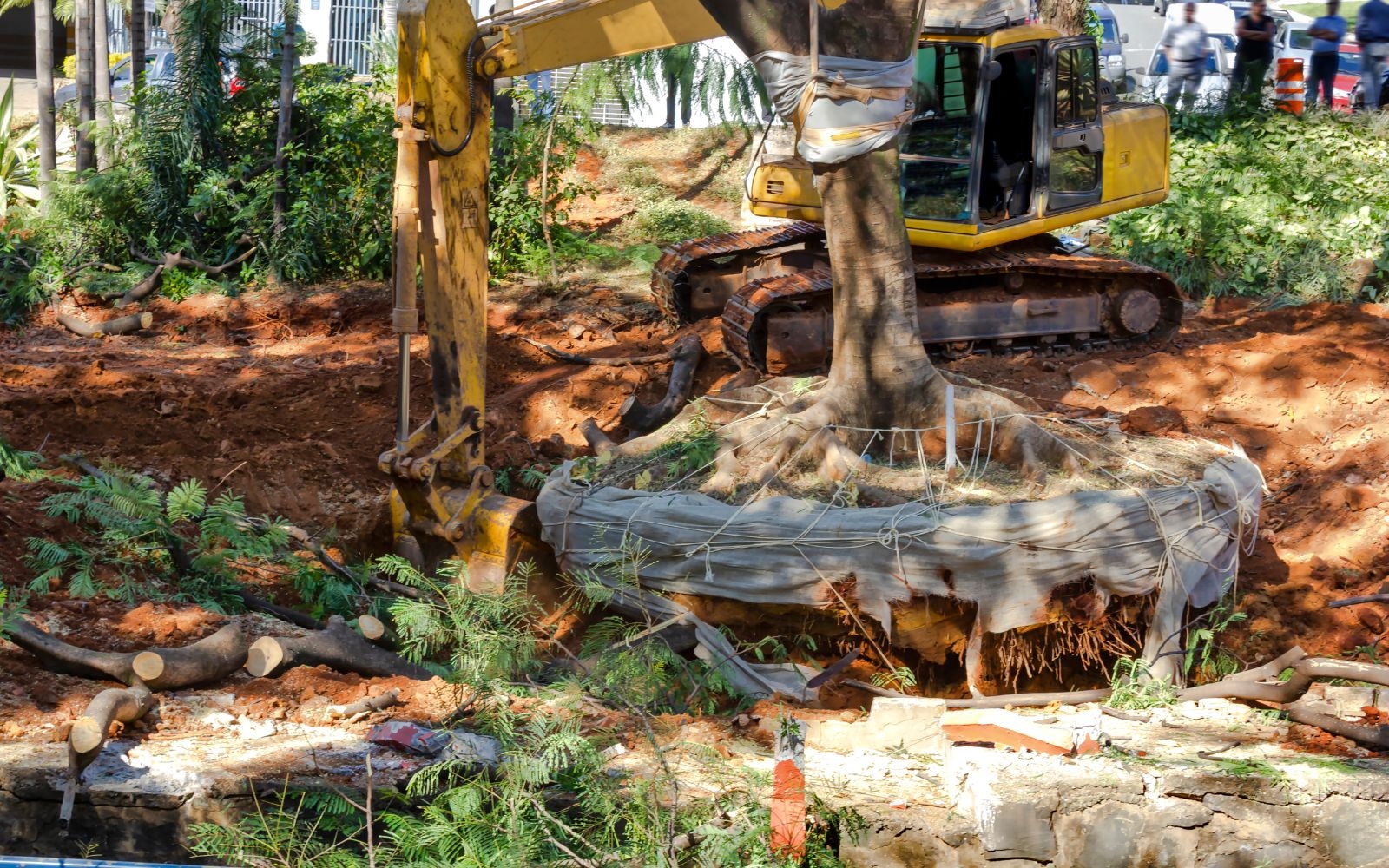 Why hire professionals for land clearing Beaumaris Tree Removal Experts Why hire professionals for land clearing