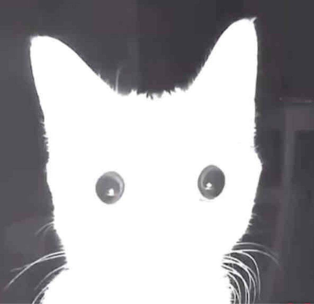 Photo de profil de Baunobo