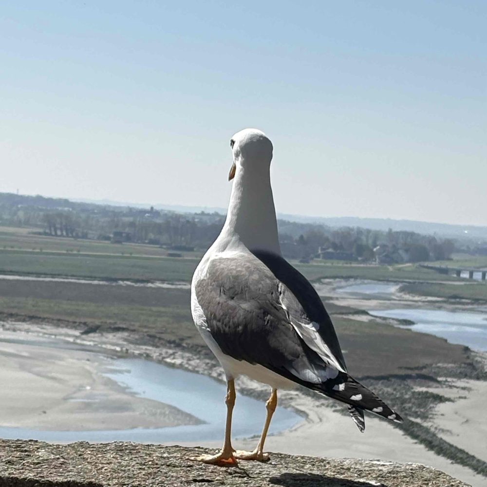 Photo de profil de Lucas Couppey