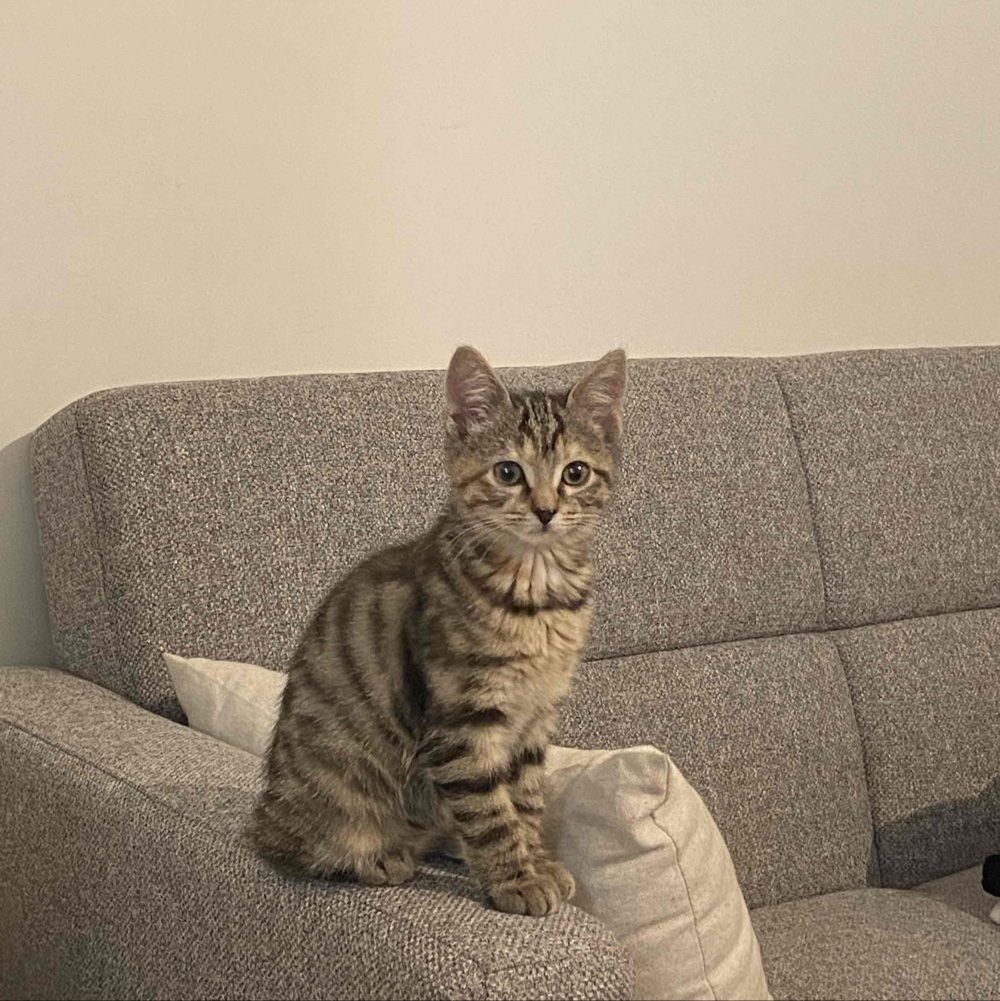 Photo de profil de Mistrot Dit Pachet