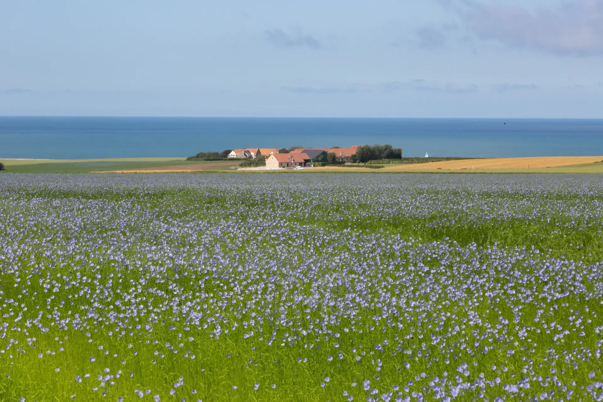A field of flax