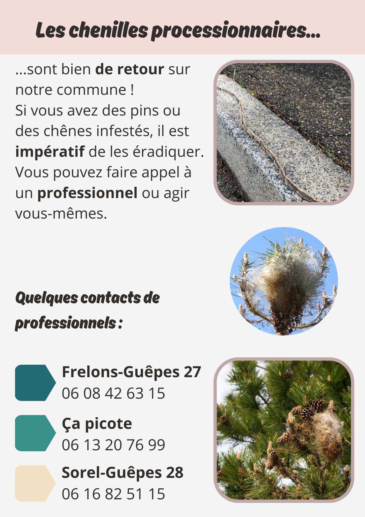 Les Chenilles processionnaires