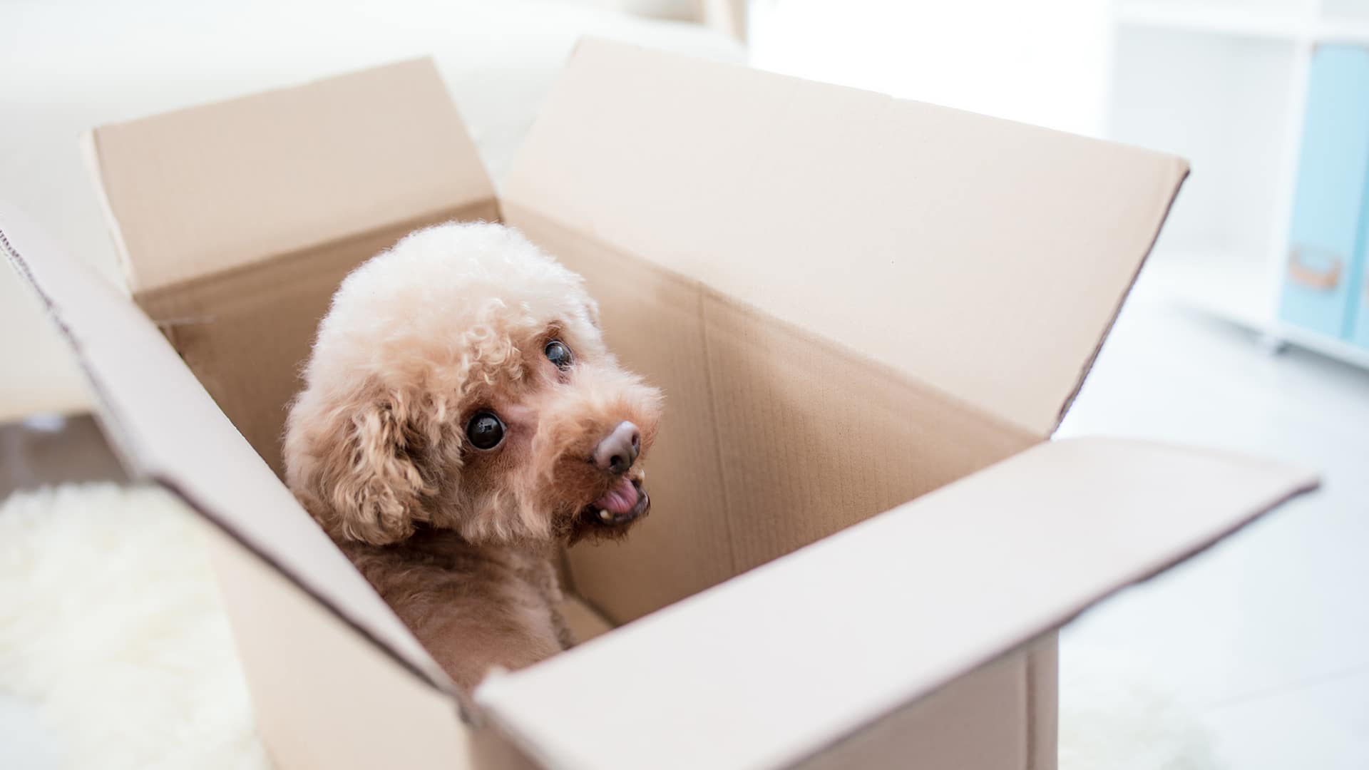 residential moving offers Moving help for homeowners Abbotsford
