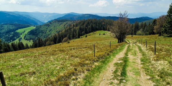 Die Fallers – Bild 2