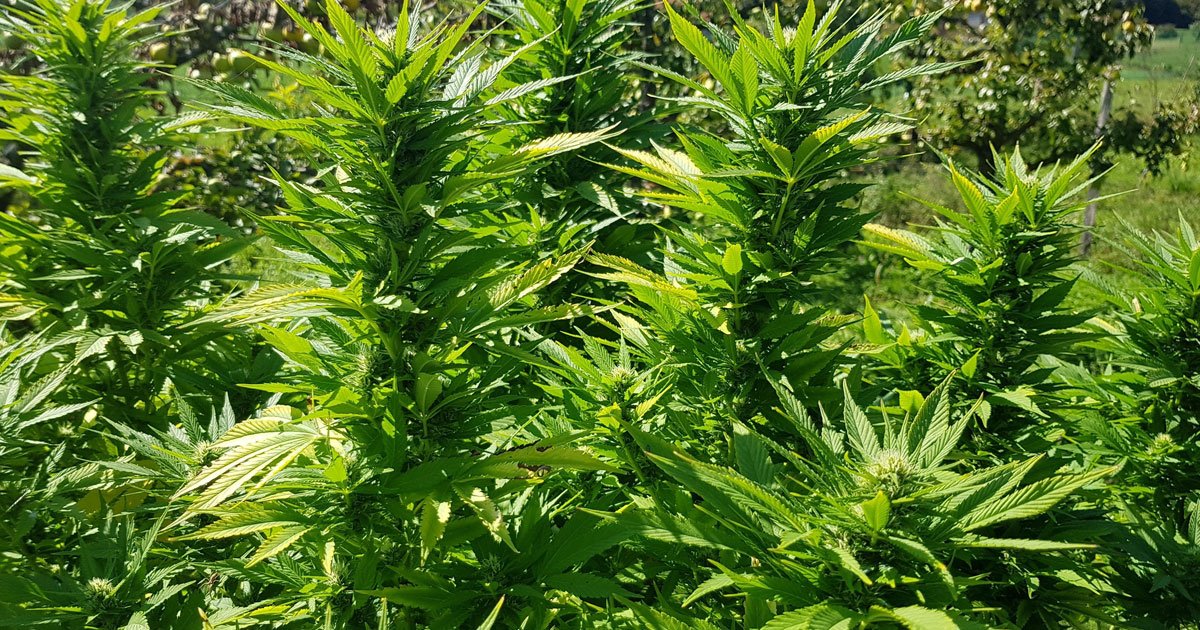 agrument-1555571055194-ganja-za-net.jpg