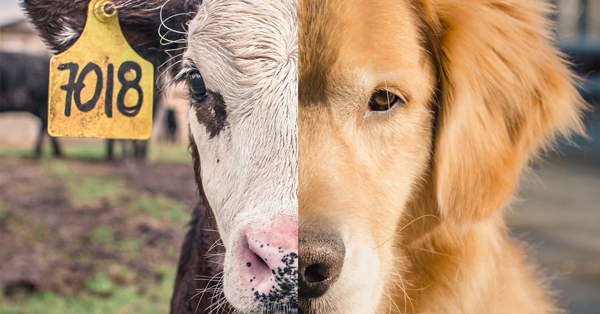 agrument-1566392306182-dogcow-za-net.jpg