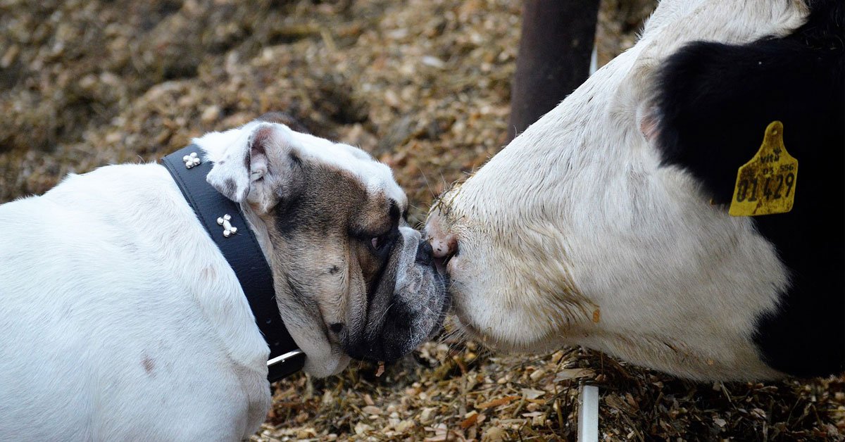 agrument-1566908143191-animal-love.jpg