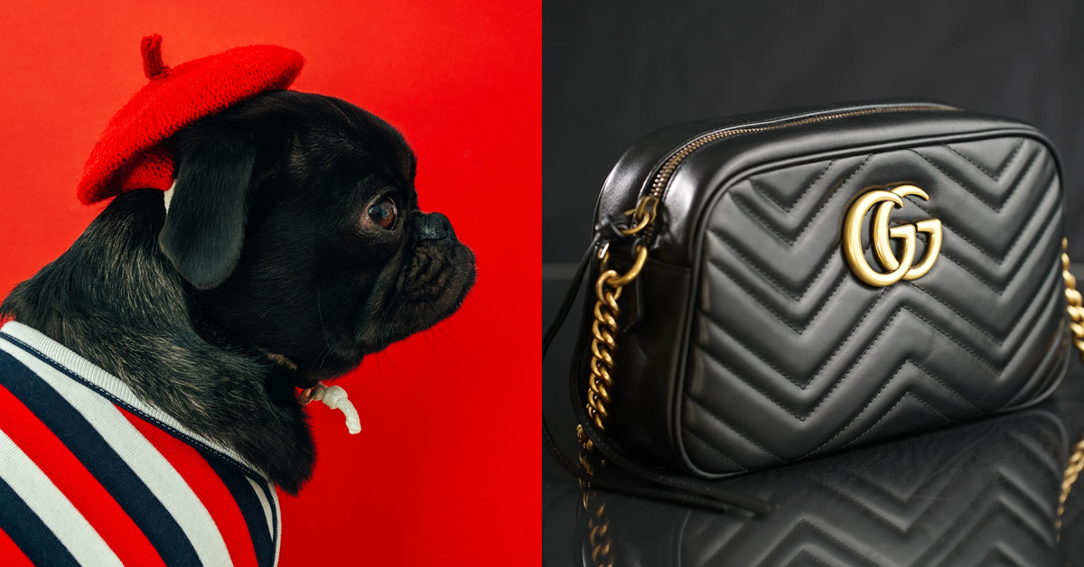 agrument-1571686770803-pug.png