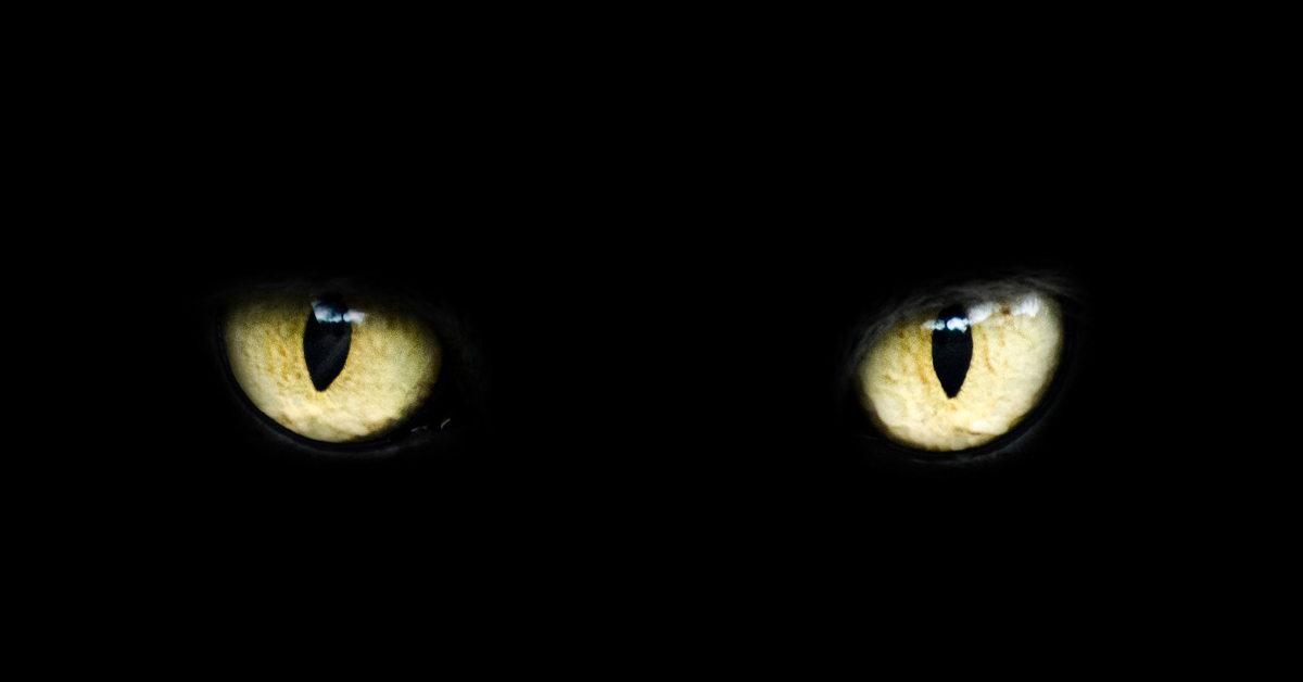 agrument-1576231737402-cat.png