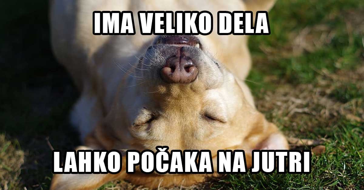 Pes, ki spi na hrbtu. Zgoraj je napis