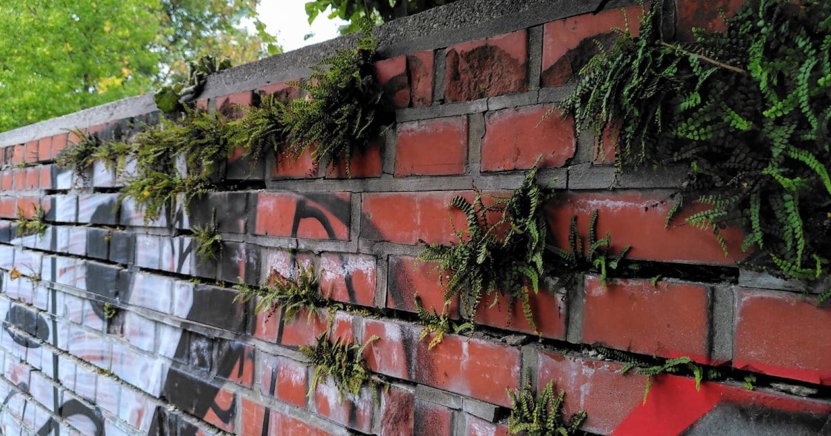 pografitiran zid, iz katerega raste plevel
