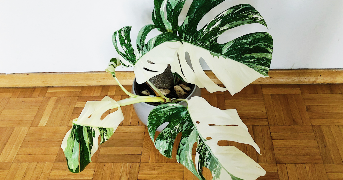 na sliki je monstera variegata