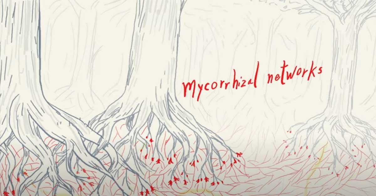 Ilustracija mikorizne mreže med drevesi in glivami.