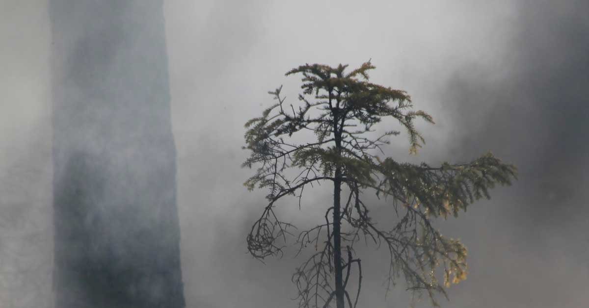 Majhen iglavec v ospredju, dim v ozadju, skozi katerega je viden preostanek gozda.