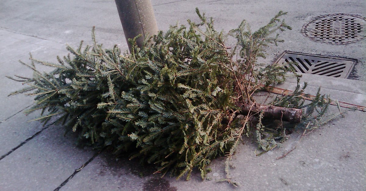 Prevrnjena božična jelka na cesti