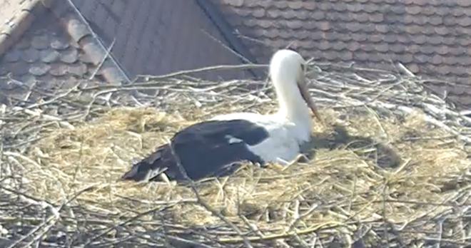 Zajem zaslona, na katerem je štorklja v gnezdu na strehi.
