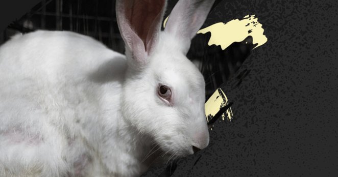 Bel laboratorijski zajec v kletki, v polprofilu, z vidnimi ušesi in očesom; temno ozadje z grafičnimi poudarki, ki namigujejo na slabe pogoje za živali v ujetništvu.