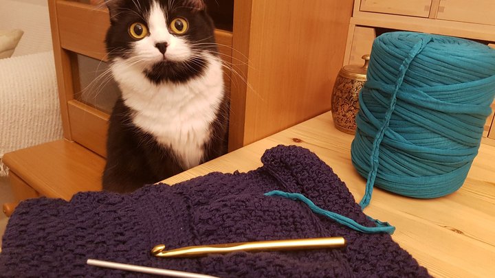 A cat with a yarn